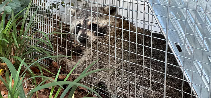 Wildlife Relocation Services in Ypsilanti