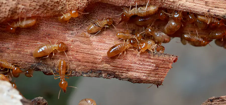 Wood Preservation Termite Treatment in Ypsilanti