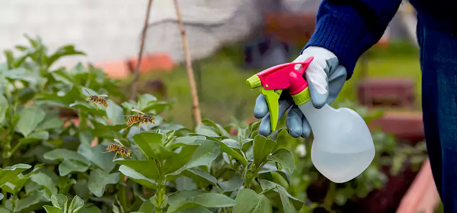 Yellow Jacket Pest Removal for Commercial Properties in Ypsilanti