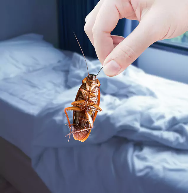 Why Choose Ypsilanti Pest Control Pro for Bed Bug Extermination in Ypsilanti, MI?
