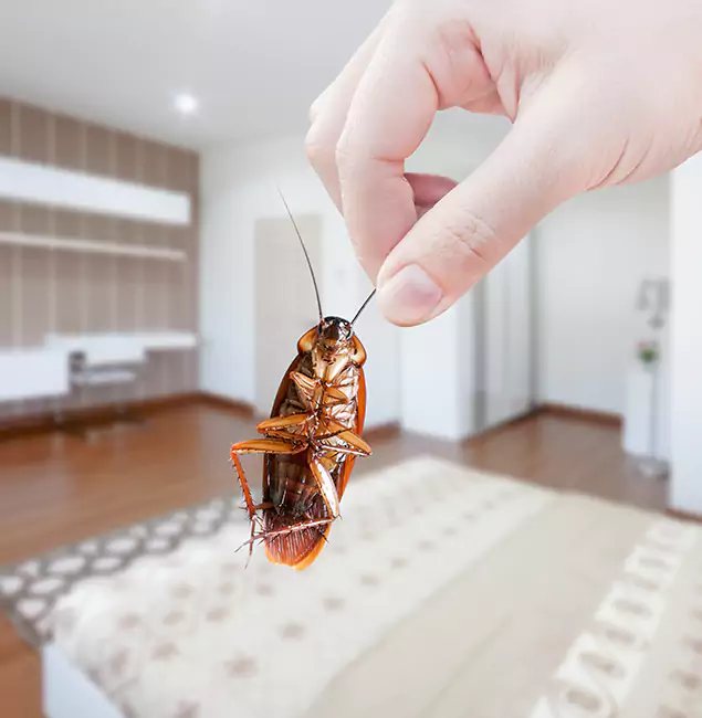 Why Ypsilanti Pest Control Pro Stand Out For Bed Bug Inspection in Ypsilanti, MI?
