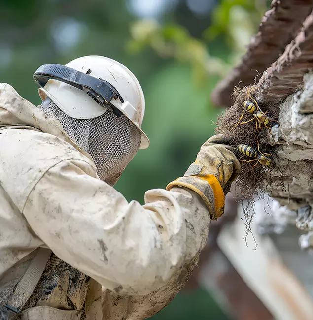 Why Ypsilanti Property Owners Choose Ypsilanti Pest Control Pro for Bee Exterminator?