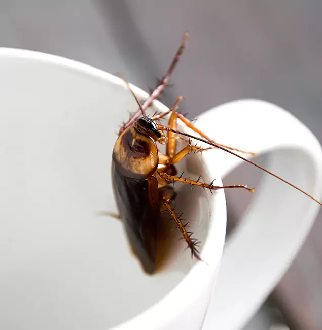 Why Ypsilanti, MI Residents Trust Ypsilanti Pest Control Pro for Cockroach Fumigation?