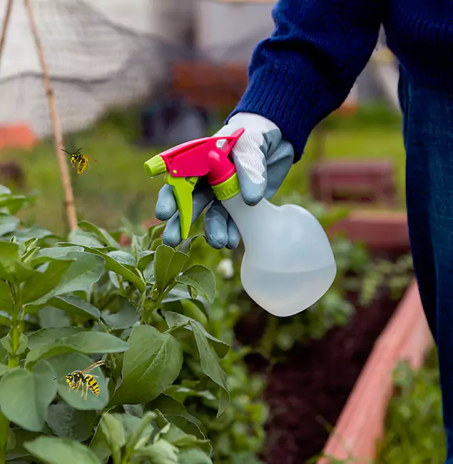 Why Ypsilanti Homeowners Choose Ypsilanti Pest Control Pro for Honey Bee Removal?
