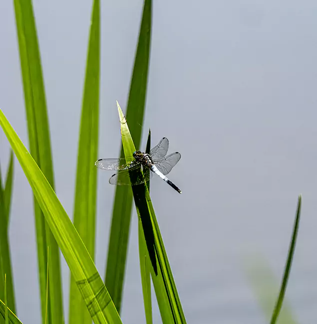 Why Ypsilanti Families Trust Ypsilanti Pest Control Pro for Mosquito Prevention?