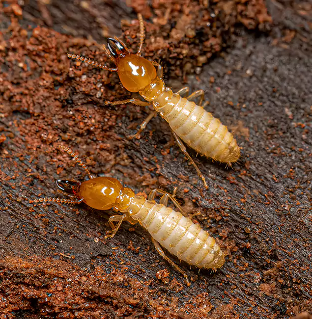 Why Choose Ypsilanti Pest Control Pro for Termite Treatment Without Tenting in Ypsilanti, MI?