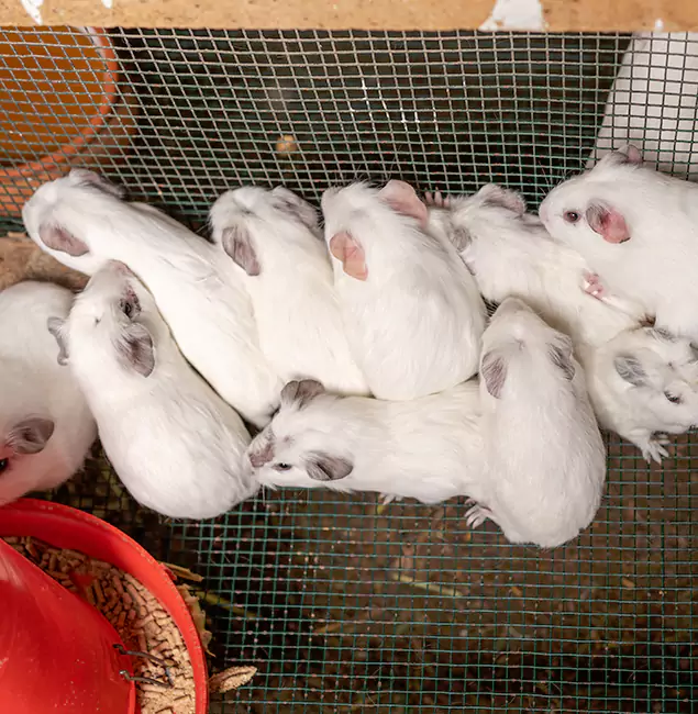 Why Choose Ypsilanti Pest Control Pro for Rat Infestation in Ypsilanti, MI?