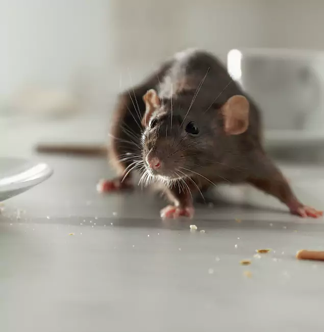 Why Choose Ypsilanti Pest Control Pro for Rodent Control in Ypsilanti, MI?