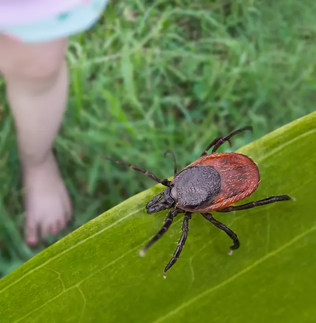 Why Ypsilanti Homeowners Choose Ypsilanti Pest Control Pro for Tick Extermination?