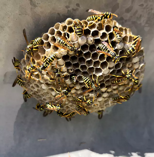 Why Ypsilanti Chooses Ypsilanti Pest Control Pro for Wasp Control Services?