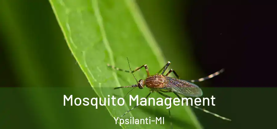Mosquito Management Ypsilanti-MI