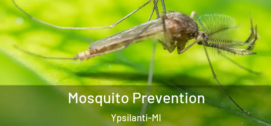  Mosquito Prevention Ypsilanti-MI
