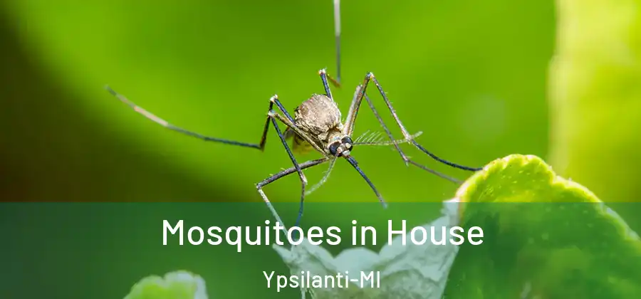 Mosquitoes in House Ypsilanti-MI