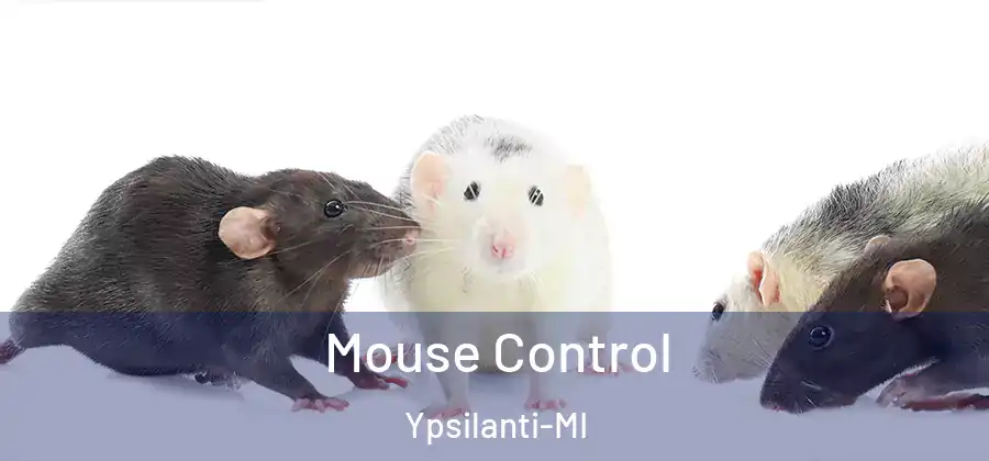 Mouse Control Ypsilanti-MI