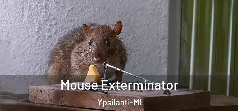 Mouse Exterminator Ypsilanti-MI