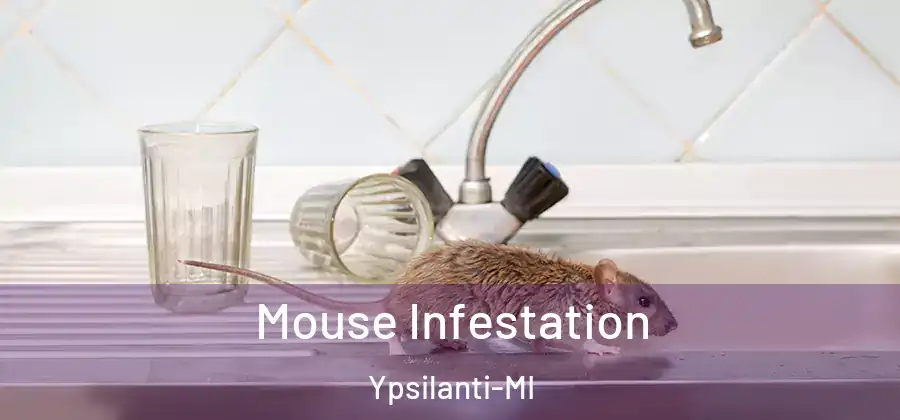 Mouse Infestation Ypsilanti-MI