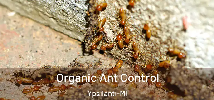 Organic Ant Control Ypsilanti-MI
