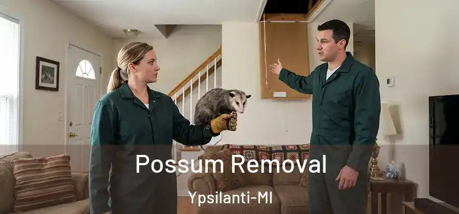 Possum Removal Ypsilanti-MI