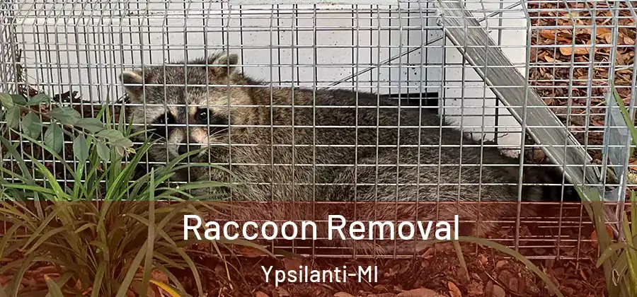  Raccoon Removal Ypsilanti-MI