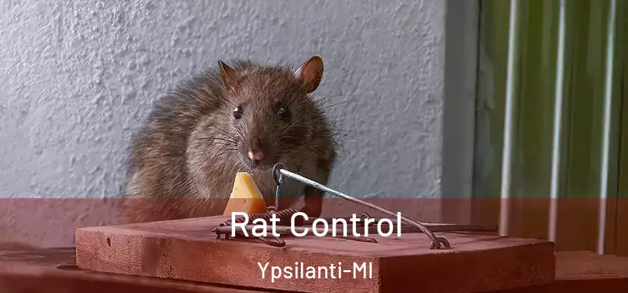 Rat Control Ypsilanti-MI
