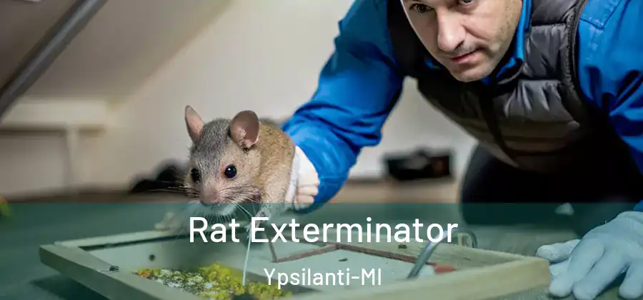 Rat Exterminator Ypsilanti-MI