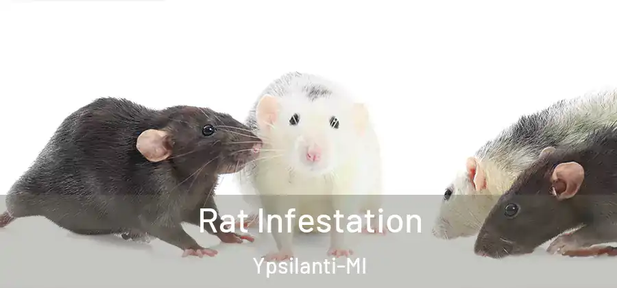 Rat Infestation Ypsilanti-MI
