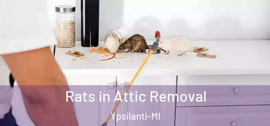 Rats in Attic Removal Ypsilanti-MI