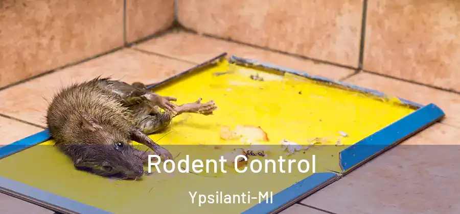 Rodent Control Ypsilanti-MI