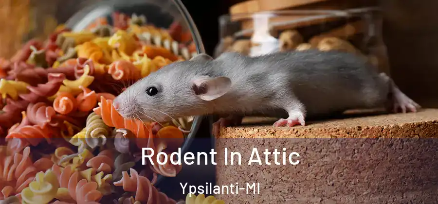  Rodent In Attic Ypsilanti-MI