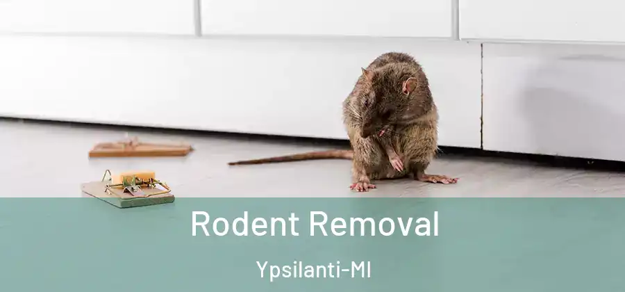 Rodent Removal Ypsilanti-MI