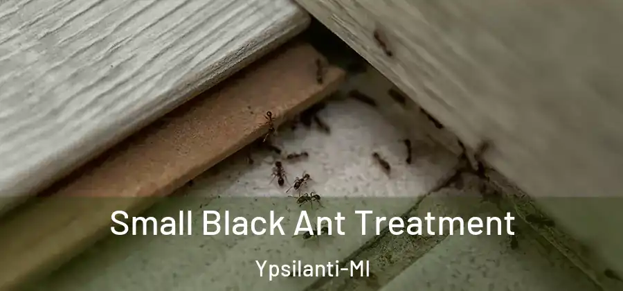  Small Black Ant Treatment Ypsilanti-MI