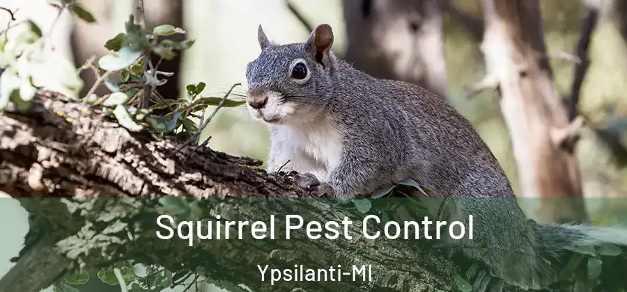 Squirrel Pest Control Ypsilanti-MI