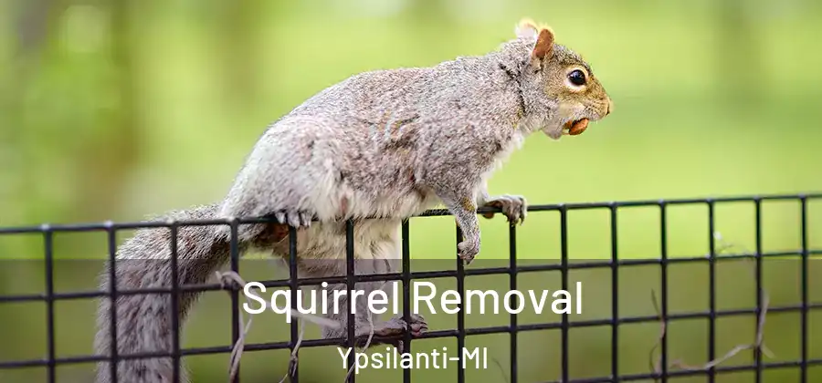  Squirrel Removal Ypsilanti-MI