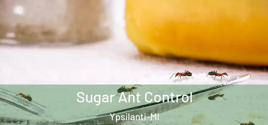 Sugar Ant Control Ypsilanti-MI