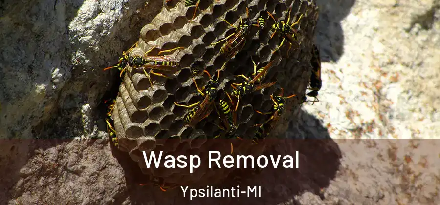  Wasp Removal Ypsilanti-MI